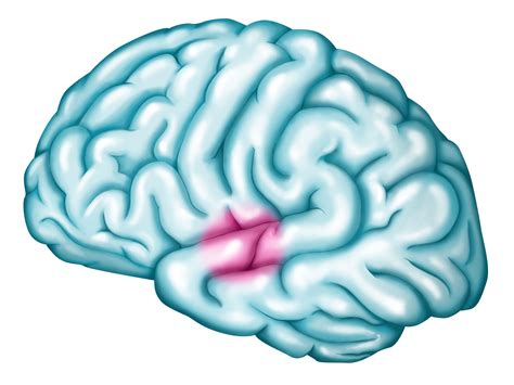 Wernicke's Area Location and Function