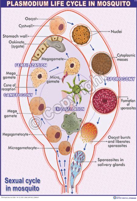 Plasmodium Life Cycle In Mosquito