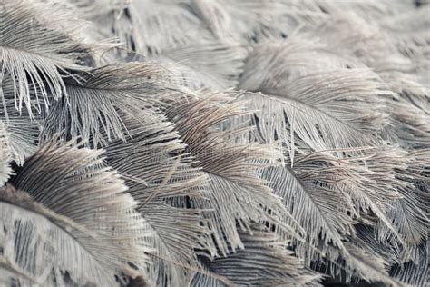 Ostrich Feathers of Gray Color. Stock Image - Image of macro, plume ...