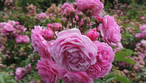 Polyantha Roses: Tough and Easy Beauties - Dave's Garden