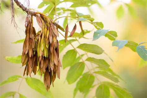 Ash Seeds | Tree seeds, British garden, Ash tree