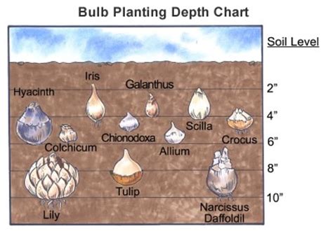 How To Plant Flower Bulbs