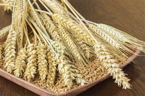 Spikelet of Wheat and Wheat Grains on a Brown Background. Top Vi Stock ...