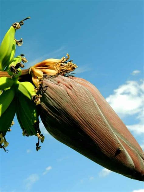 Easy Banana Flower Recipe To Try