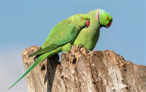 Green Parakeets