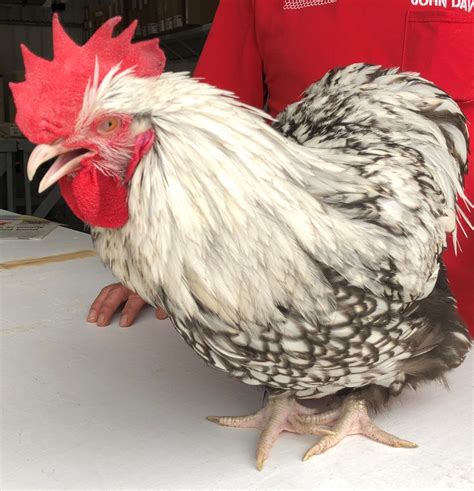 Silver Laced English Orpington Chicken - Cackle Hatchery