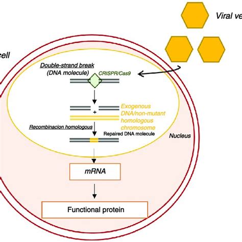 Mechanism of action of statins and their role in the pathophysiology of ...