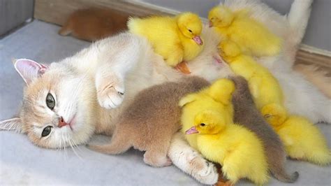 Mom cat also is a mother duck. Ducklings are very clingy to mom cat ...