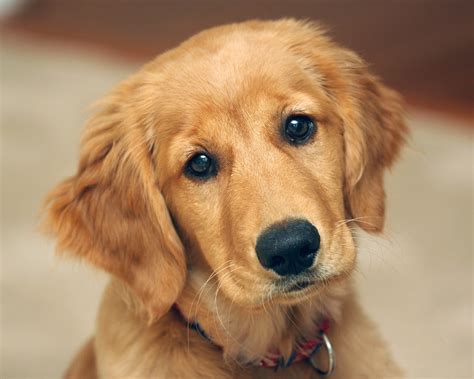 Cães & Cães: Golden Retriever - 01