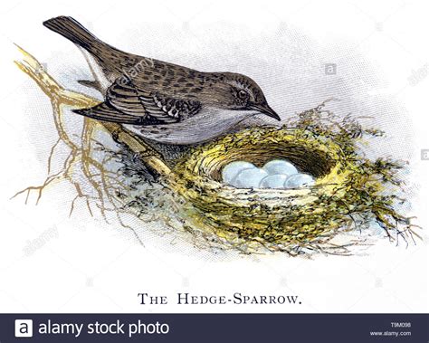 Hedge sparrow nest Cut Out Stock Images & Pictures - Alamy