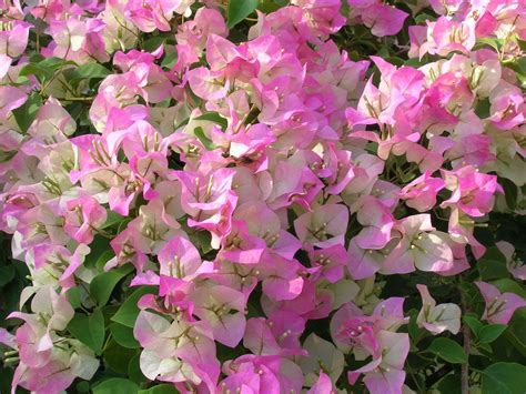 bougainvillea+images | Bougainvillea sp. 'Pink and White Surprise' (Bougainvillea) | flowers ...