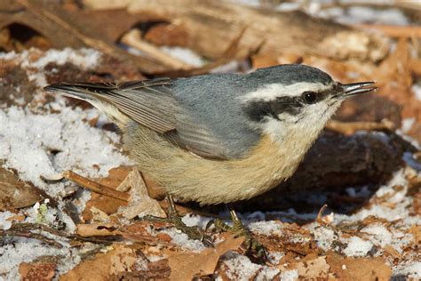 Female Red-breasted Nuthatch 9392 Photograph by Michael Peychich - Pixels