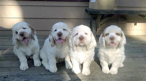 Clumber Spaniel Puppies - Petsyclopedia News