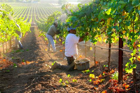 3 Takeaways From the 2017 California Wine Harvest | Beverage Dynamics