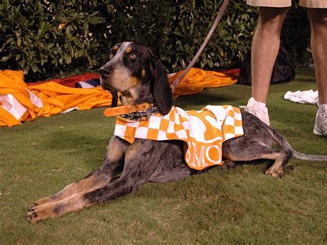 Got All These Buckets Coming Out Of My Ears: SEC Championship Game 2007