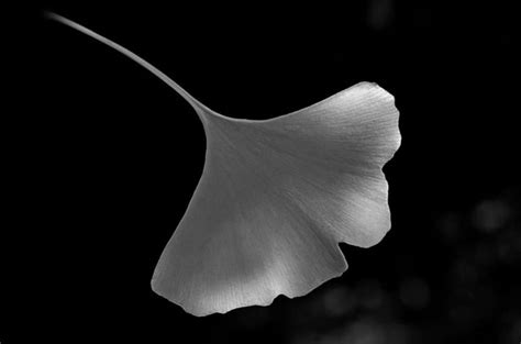 Two Hearts, flower, black, white, corazones, HD wallpaper | Peakpx