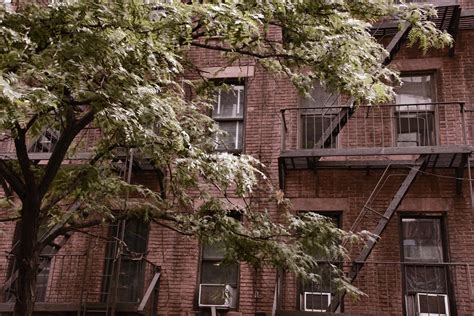 Tree And Brick Apartments Free Stock Photo - Public Domain Pictures