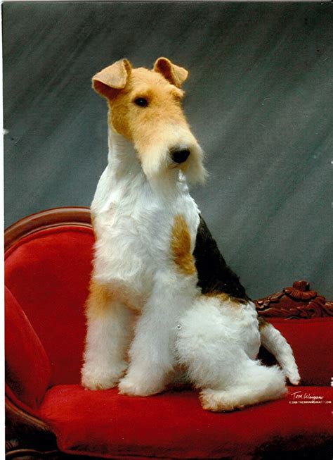 Halcar Wire Fox Terriers - Wire Fox Terrier Breeders and Information