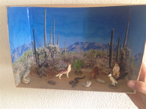 Third grade diorama desert ecosystem | Desert ecosystem, Diorama, Kids ...