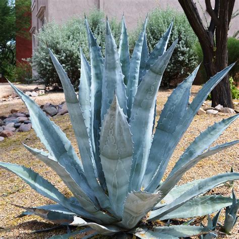 Agave Americana – myBageecha