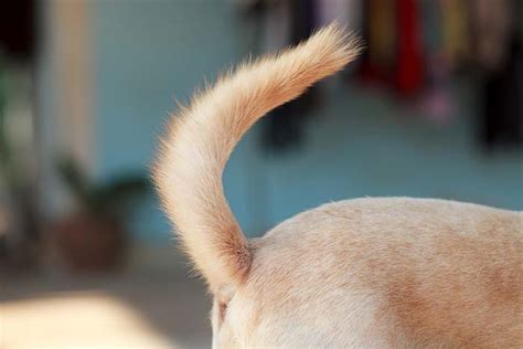 Happy Tail Syndrome Can Be Painful for Dogs - Here's How to Prevent It