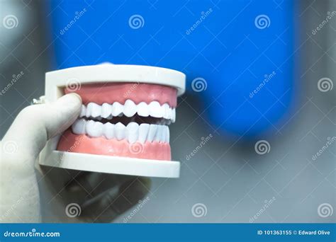 Dental teeth mouth model stock image. Image of clinic - 101363155