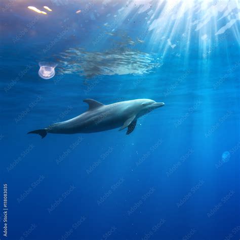 Dolphin Swimming Underwater