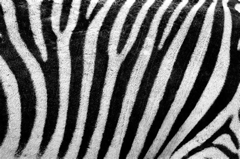 Zebra Texture Free Stock Photo - Public Domain Pictures
