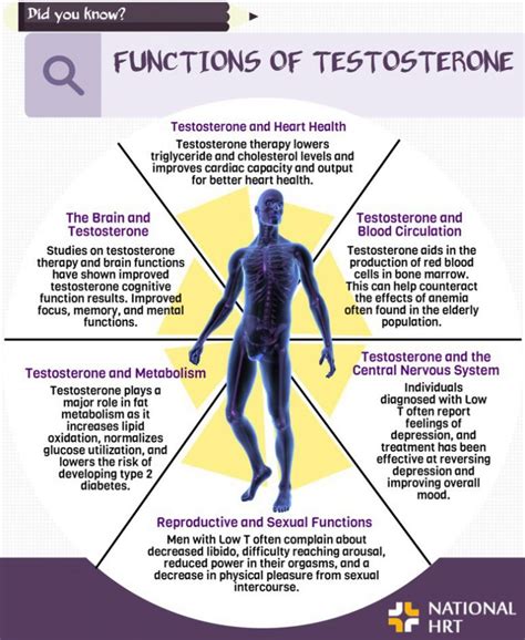 Testosterone Function: Physiological, Physical, Mental, Emotional, Sexual