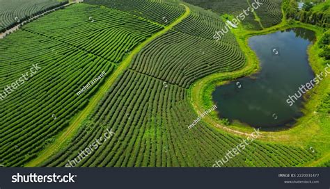 Aerial View Tea Plantation North Thailand Stock Photo 2220031477 ...