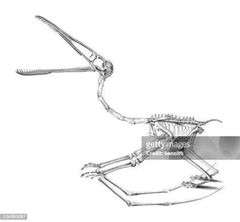 37 Pterodactyl Skeleton Stock Photos, High-Res Pictures, and Images ...