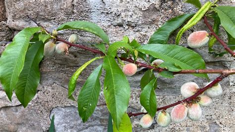 How to prune a peach tree: and the best time to do it | Homes & Gardens