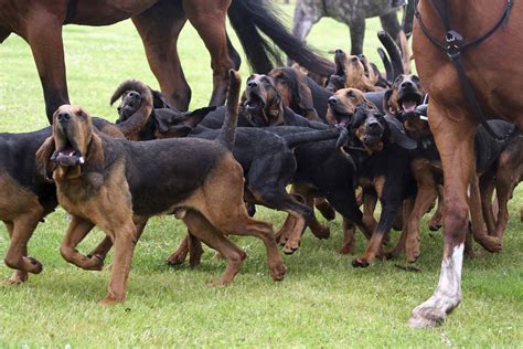 About The Breed: Bloodhound - Highland Canine: Professional Dog ...