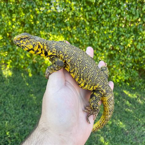 Yellow Nigerian Uromastyx For Sale – O.T.W Exotics