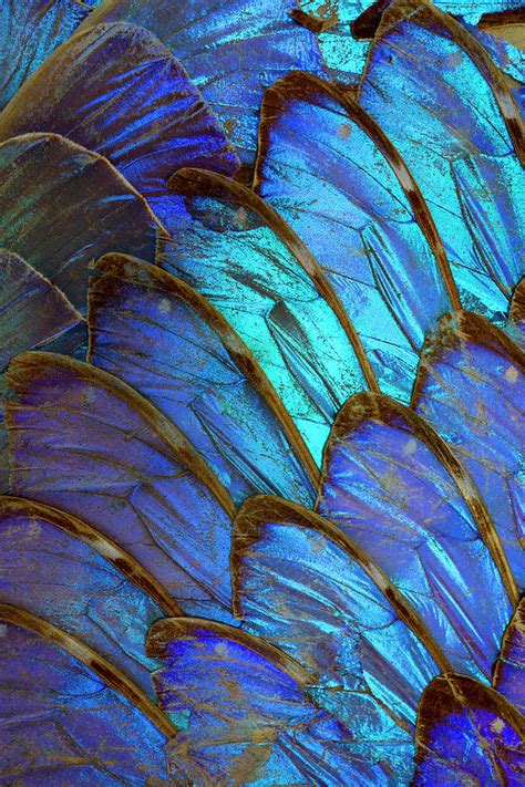 Blue Morpho Butterfly Wings Detail Photograph by Tammy Kelly - Pixels