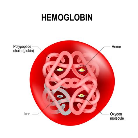 Understanding Hemoglobin and Its Role in Blood Clotting - Facty Health