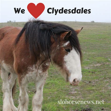 Sharing the Love of Horses at Covell’s California Clydesdales Ranch | SLO Horse News | Horses ...