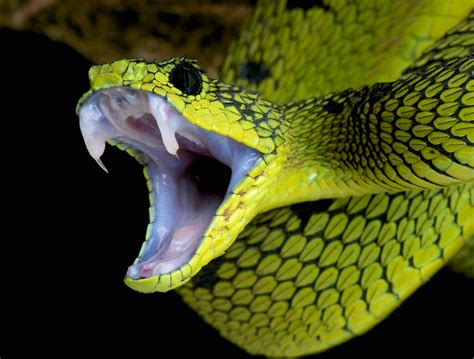 Patch modeled after a snake’s fang could deliver drugs and vaccines ...