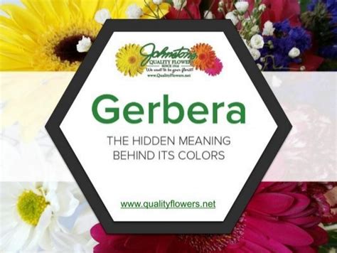 Gerberas – Their Colors and Meanings