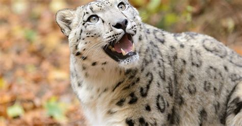 Animal Adventurer: India's First Snow Leopard Conservation Center Planned!