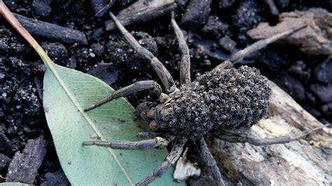 Doctor Finds Wolf Spider, Eggs Inside Man's Toe | NewsRadio WIOD ...