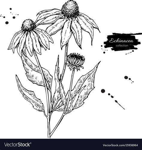 Echinacea vector drawing. Isolated purpurea flower and leaves. Herbal ...