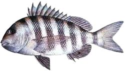 Sheepshead | Fishing from Florida Shores