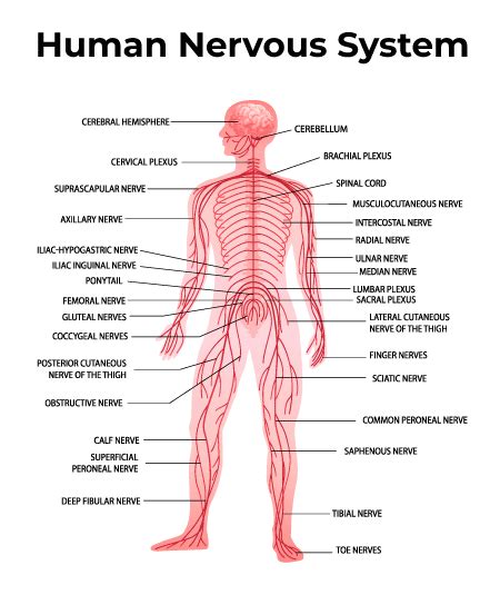 Diagram of Nervous System - Parts and Functions - GeeksforGeeks