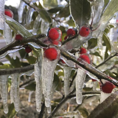 Free photo: Frozen Plant - Frozen, Ice, Nature - Free Download - Jooinn