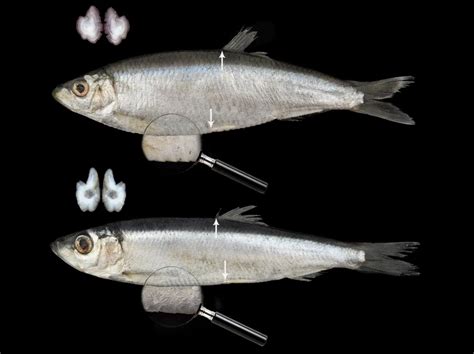 Sprat: New Fish Species Breeding Off Iceland’s Coast