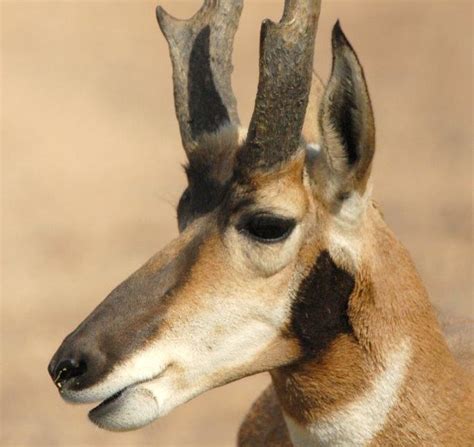 Saving The Rare Sonoran Pronghorn – Things To Do in Tuscon AZ