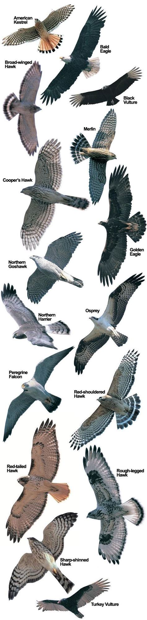 Hawk Mountain Sanctuary: Raptor Conservation, Education, Observation ...