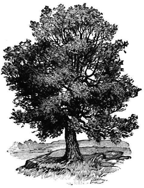 Oak Tree | ClipArt ETC