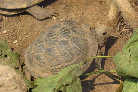 Desert Box Turtle at Omaha Zoo- Desert Dome - ZooChat